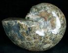 Wide Polished Ammonite Dish - Thick #7024-1